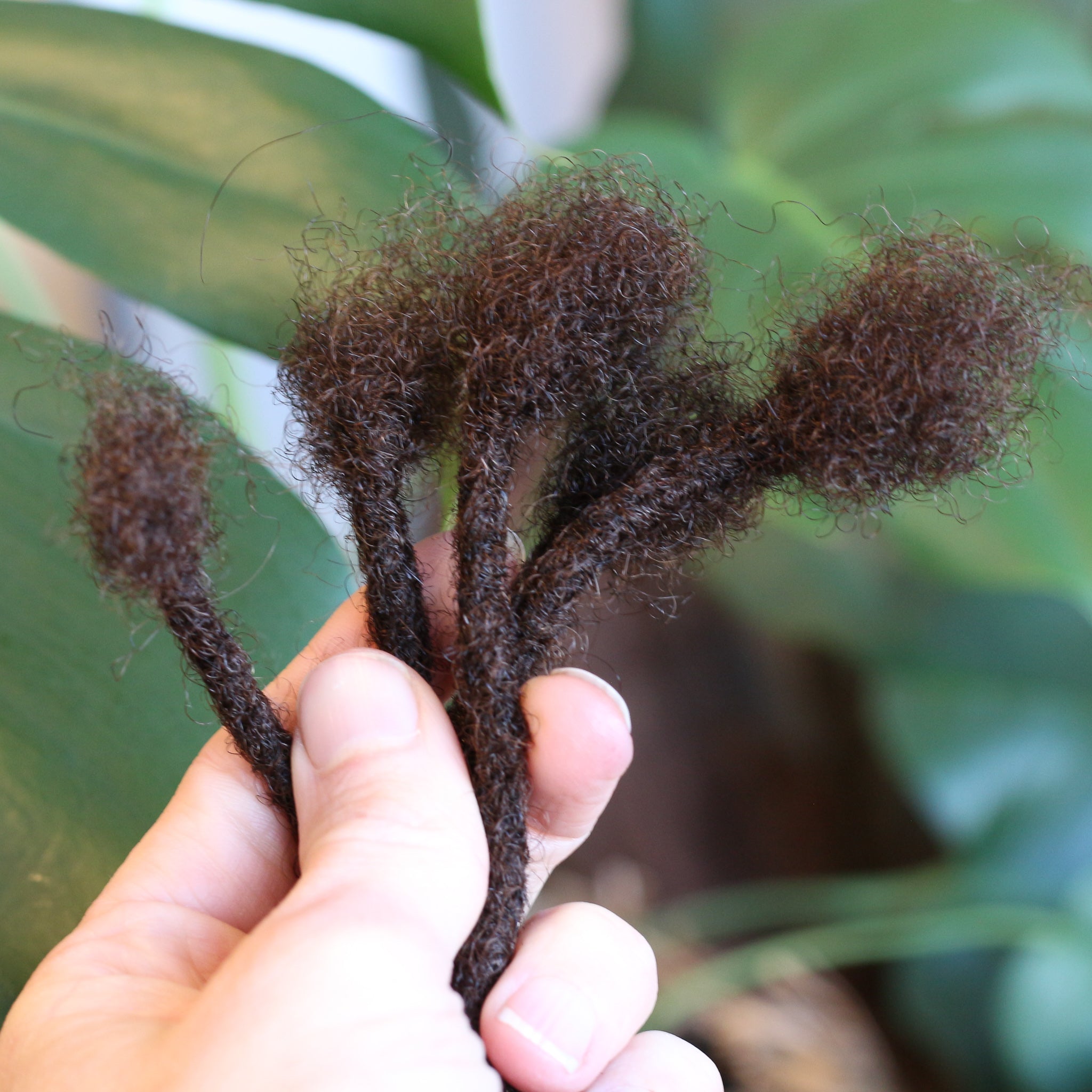 Afro Kinky Dreadlocks - Brun