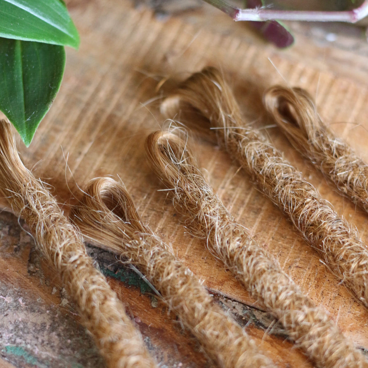 Single Ended (SE) Long End Dreadlocks - Blonde